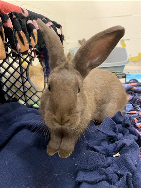 adoptable Rabbit in Fairbanks, AK named BATTY