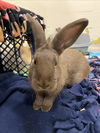 adoptable Rabbit in , AK named BATTY