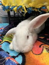 adoptable Rabbit in  named FLOPPY