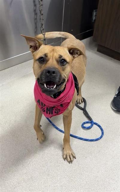 adoptable Dog in Fairbanks, AK named BEAR