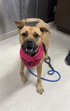 adoptable Dog in  named BEAR