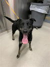 adoptable Dog in , AK named NOVA