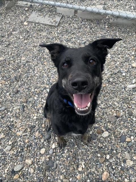 adoptable Dog in Fairbanks, AK named NOVA