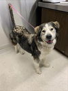 adoptable Dog in , AK named PUPPY