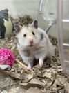 adoptable Hamster in , AK named PEARL
