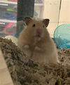 adoptable Hamster in , AK named PIP