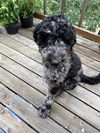adoptable Dog in , AK named LILO