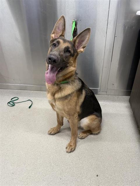 adoptable Dog in Fairbanks, AK named ACE