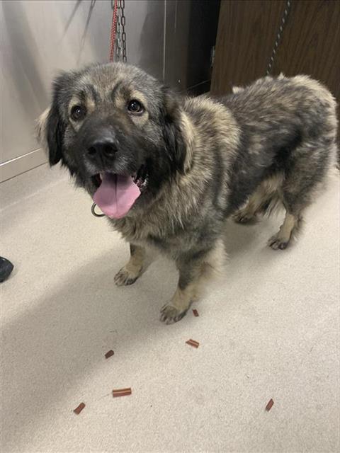 adoptable Dog in Fairbanks, AK named *TORA