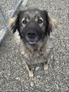 adoptable Dog in  named *TORA