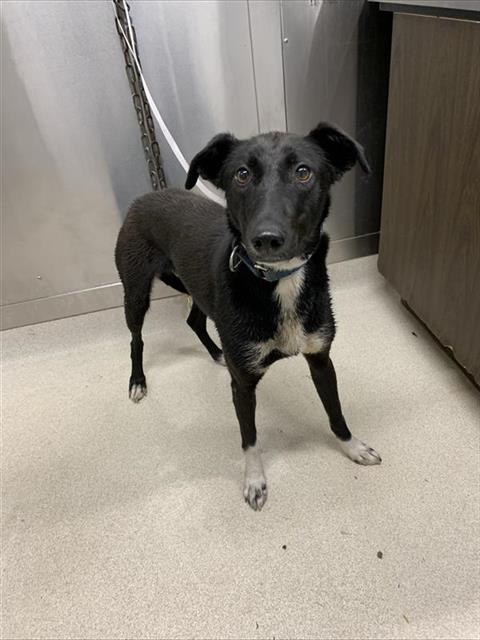 adoptable Dog in Fairbanks, AK named *BLUEBERRY