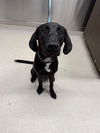 adoptable Dog in , AK named BEAR