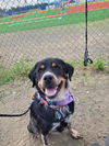 adoptable Dog in  named MADDIE