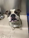 adoptable Dog in  named SABOT