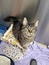 adoptable Cat in  named ROSSALAND
