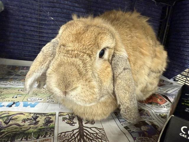 adoptable Rabbit in Fairbanks, AK named BRANDY