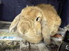adoptable Rabbit in  named BRANDY