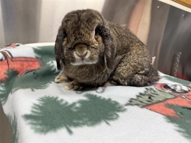 adoptable Rabbit in Fairbanks, AK named PRINCESS