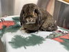 adoptable Rabbit in  named PRINCESS
