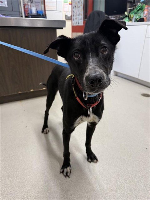 PIKE, an adoptable Husky in Fairbanks, AK
