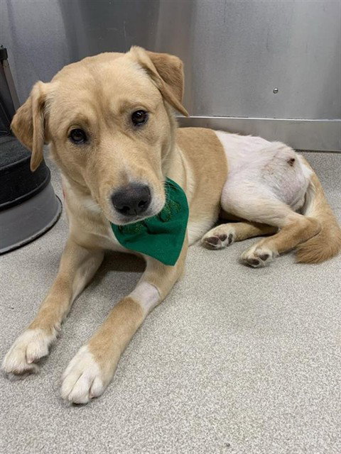 Labrador Retriever