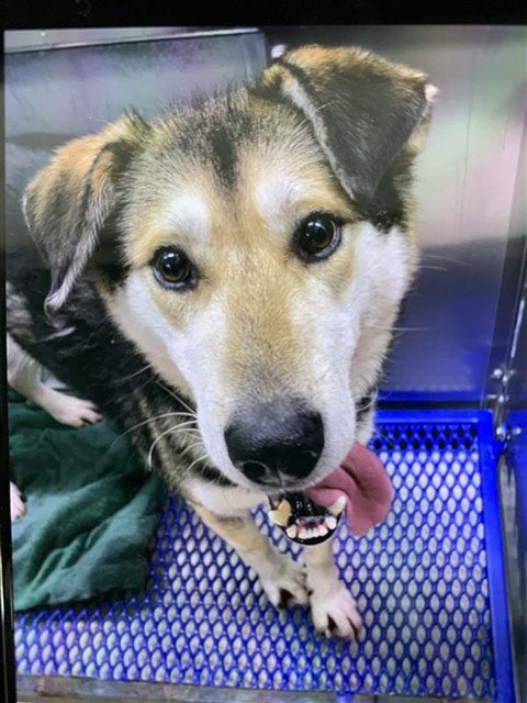 picture of the dog needing adoption