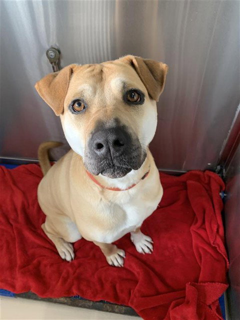 picture of the dog needing adoption