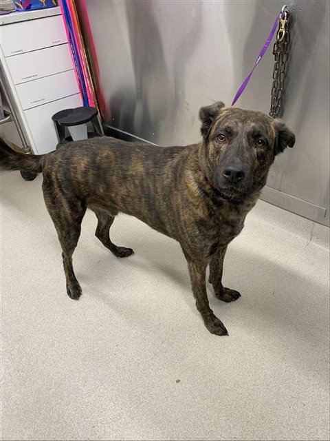 CURLY, an adoptable Labrador Retriever in Fairbanks, AK