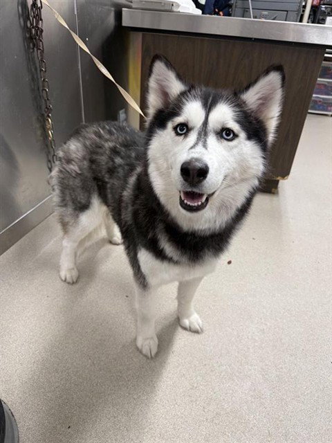 KODA