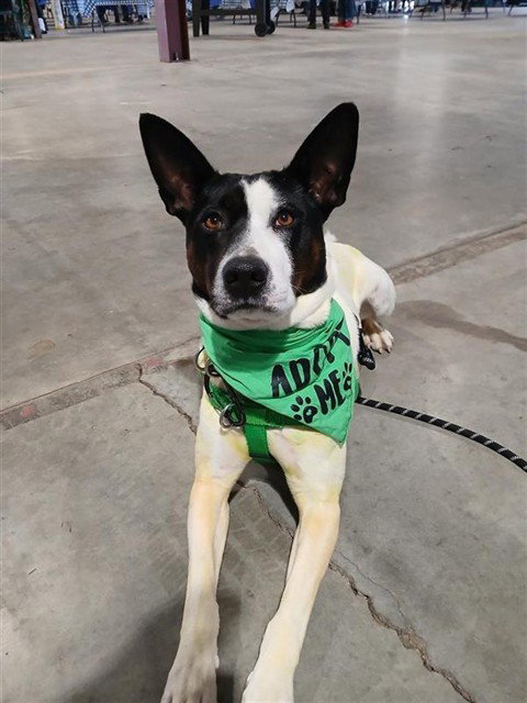 ROCO, an adoptable Basenji in Fairbanks, AK