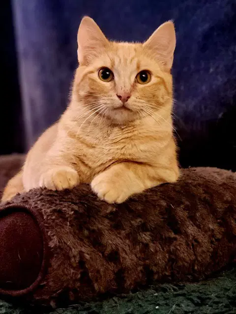 Cheese Itz - Domestic Short Hair