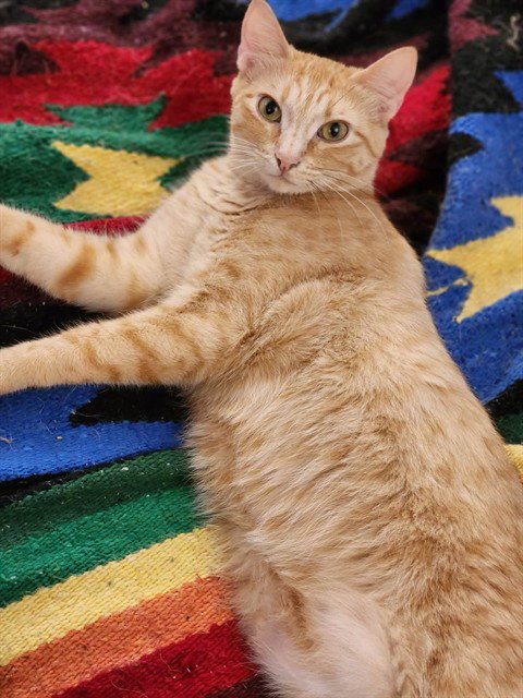 CHEESE ITZ, a cat for adoption from Fairbanks North Start Borough Animal Control