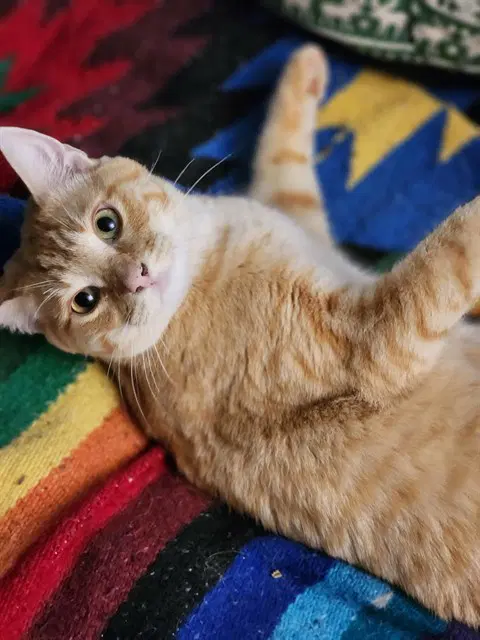 Mac And Cheese - Domestic Short Hair