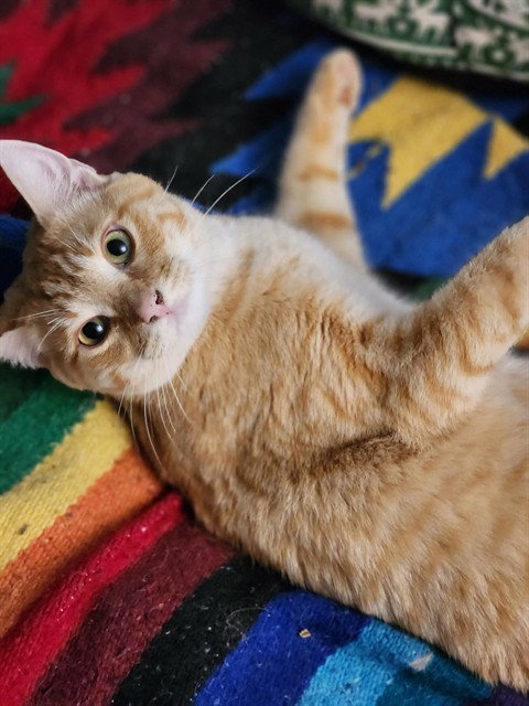 MAC AND CHEESE, a cat for adoption from Fairbanks North Start Borough Animal Control