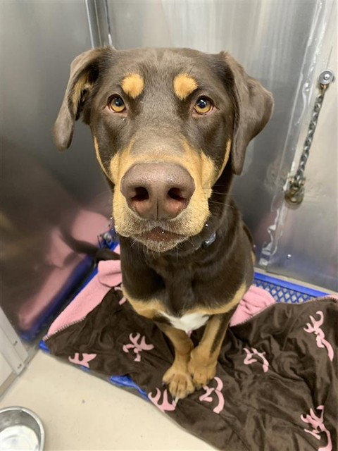 picture of the dog needing adoption