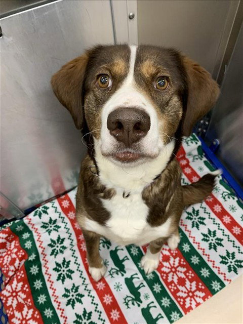 picture of the dog needing adoption