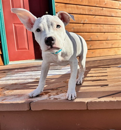 picture of the dog needing adoption