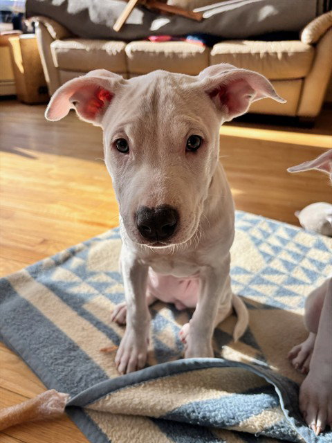 picture of the dog needing adoption