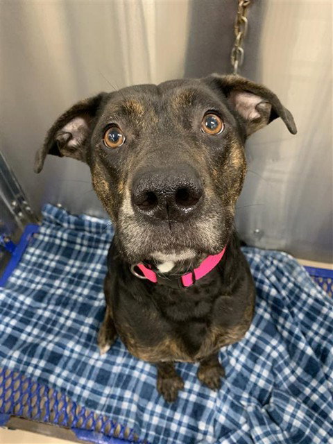 TIANA ROSE, an adoptable Pit Bull Terrier in Fairbanks, AK