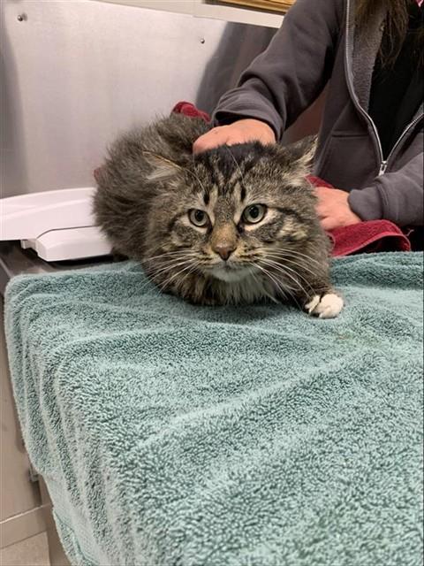 *STONE, an adoptable Domestic Medium Hair in Fairbanks, AK