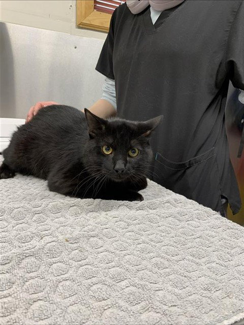 BATMAN, an adoptable Domestic Short Hair in Fairbanks, AK