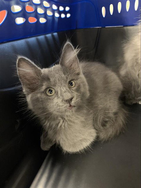 *HARRIS, an adoptable Domestic Medium Hair in Fairbanks, AK
