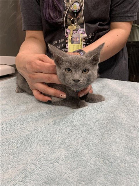 *WYATT, an adoptable Domestic Short Hair in Fairbanks, AK
