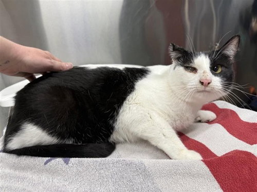 OREO, an adoptable Domestic Short Hair in Fairbanks, AK
