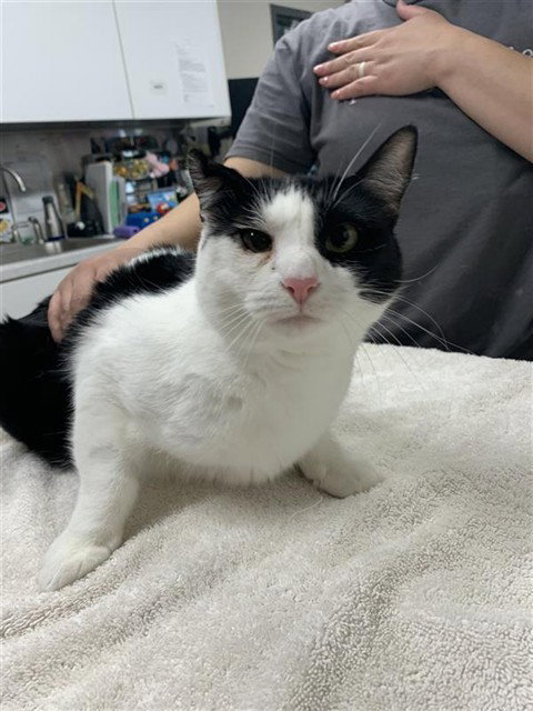 OREO, an adoptable Domestic Short Hair in Fairbanks, AK