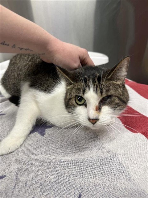 LOVELY, an adoptable Domestic Short Hair in Fairbanks, AK