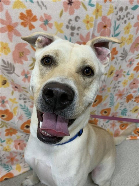WILLIE, an adoptable Labrador Retriever in Fairbanks, AK