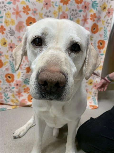 DOUG, an adoptable Labrador Retriever in Fairbanks, AK