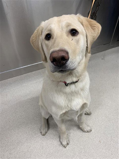 MAX, an adoptable Labrador Retriever in Fairbanks, AK