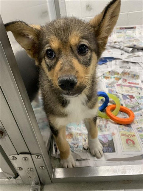 *MIATA, an adoptable Husky in Fairbanks, AK